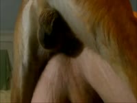 Wanting married dude never told his wife how much he enjoyed being ass fucked by their dog